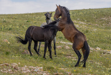 Wild Horse Stallions Fighting in Summer in the Pryor Mountains Montana