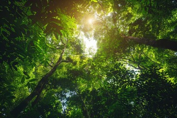 Sunlight streams through a dense canopy of green leaves in a lush forest, casting dappled light on the forest floor