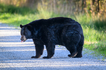 Black Bear in the wild.
