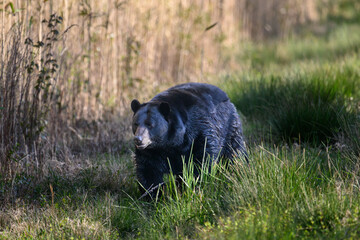 Black Bear in the wild.
