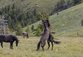 Wild Horse Stallions Fighting in Summer in the Pryor Mountains Montana