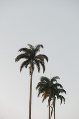 coconut trees swaying in the wind on a beautiful day