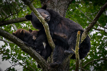 Mother Black Bear in a Tree with Cubs