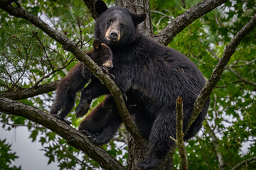 Mother Black Bear in a Tree with Cubs