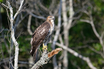 Red Tailed Hawk on a Perch