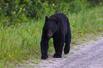 Black Bear walking by a stone road