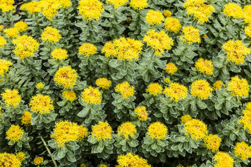 Rhodiola rosea (also known as Golden root, pink root) (lat. Rhodíola rosea) is a perennial herbaceous plant