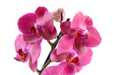 Vibrant Pink Orchid in Full Bloom Isolated on a White Background
