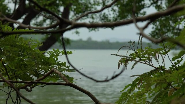 Branches of red sandalwood tree on the beach with the sea in the background.