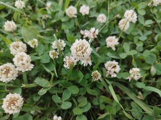 White clover. Summer flowers.