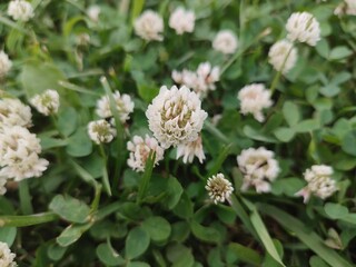 White clover. Summer flowers.
