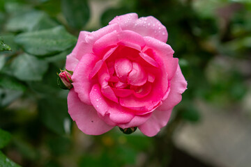 Scarlet rosebud in the garden, view from above, close-up.