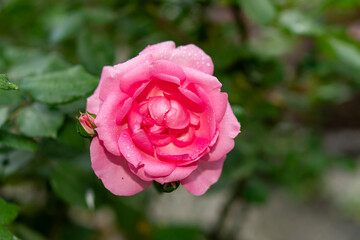 Scarlet rosebud in the garden, view from above, close-up.