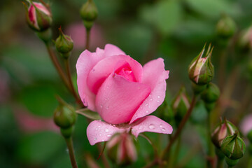 Scarlet rosebud in the garden, view from above, close-up.