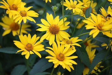 Heliopsis helianthoides. Tuscan Sun False Sunflower. Close up