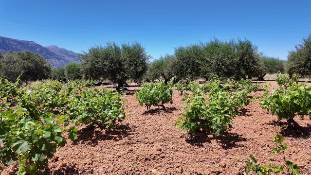 Crete, Greece, Europe. 02. 07. 2024. Young bush vines growing with olive trees in Crete Greece.