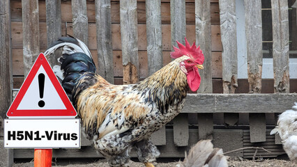close-up of chicken, sign H5N1 concept of poultry, threat of avian influenza and illness among...