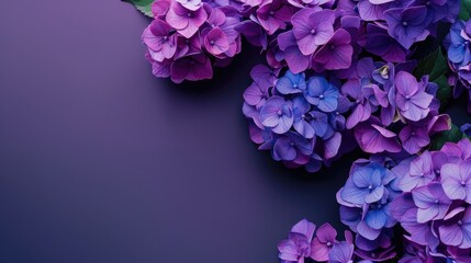 Fototapeta premium Vibrant hortensia flowers on purple backdrop close up Room for text