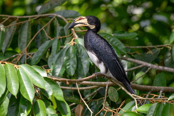 African Pied Hornbill - Lophoceros fasciatus, large beautiful iconic bird equatorial African forests and woodlands, Uganda.
