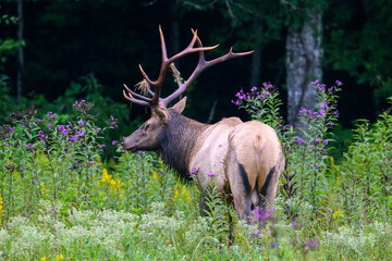 elk in forest with wild flowers