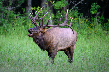 bull elk in the woods