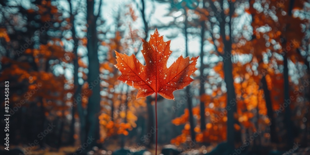 Poster a single leaf of a tree is the main focus of the image. the leaf is orange and he is drying up. the 