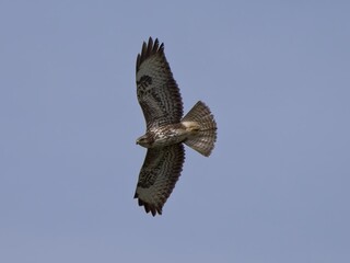 Poiana (Buteo buteo)