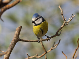 Cinciarella (Cyanistes caeruleus)