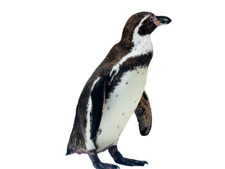 Humboldt penguin isolated on white background