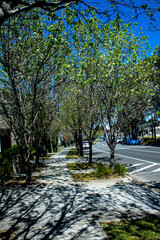 Captivating urban scene in Parramatta, NSW, Australia. Tree-lined footpath flanked by charming houses, creating a picturesque streetscape. Ideal for conveying suburban tranquility