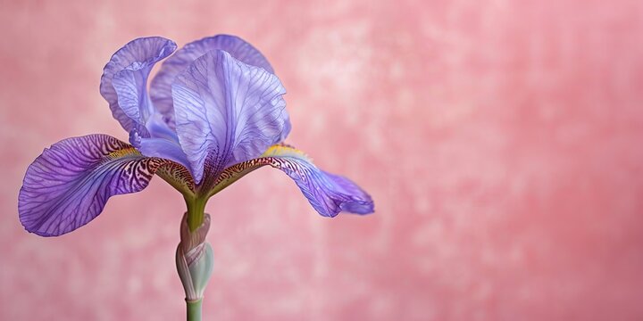 Elegant Close-Up of a Purple Iris Flower against Pink Background