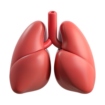 Human internal lungs organ structure 3d icon on the transparent background