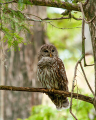 An adult Barred owl, Strix varia, perches on a cypress tree branch, facing the camera, with its eyes open. The full-body profile showcases its coloration and feather detail.