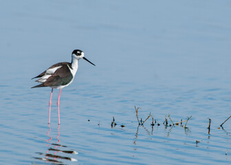 A long-legged Black-necked stilt, Himantopus mexicanus, with fluffed out feathers is wading in the water. The water is blue with a few blades of grass above the surface. Copy space.