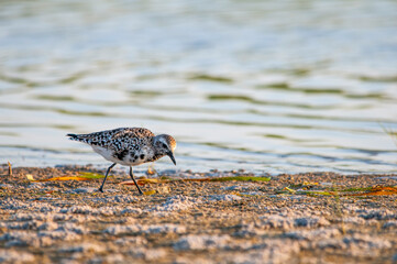 A close-up of a Black-bellied Plover, Pluvialis squatarola, foraging at the water's edge along the Gulf of Mexico. The black spots on its breast indicate it is a male developing its breeding plumage.