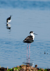 A long-legged Black-necked stilt, Himantopus mexicanus, with fluffed out feathers is wading in the blue water with a blurred bird in the background. Vertical image. Room for type.