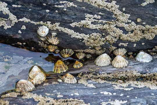 close up of limpets aquatic snails attached to the rocks 