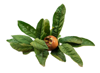 Ripe medlar fruit with green leaves isolated on white background