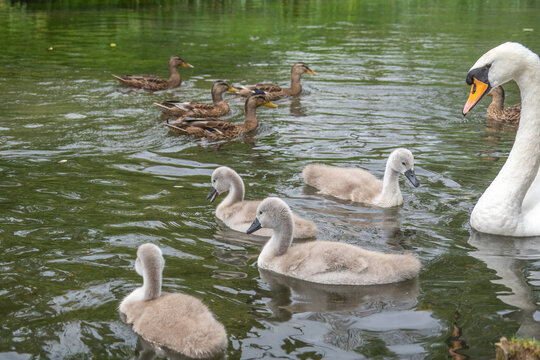 adult mute swan with cygnets on the river with female mallard ducks in the background