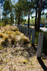 Fototapeta premium Captivating shot of roadside greenery, metal pillars, and trees in Parramatta City, NSW, Australia. A scenic blend of urban and natural elements. Perfect for diverse design projects