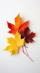 Fototapeta premium Four maple leaves, each with a different color, are arranged on a white surface. The leaves range in color from deep red to yellow, and their stems are red