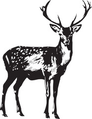 Deer Sketch on black and white