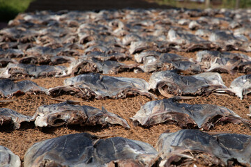 Tuna drying process on the coast of Sri Lanka