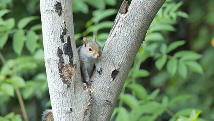 The Gray squirrel or eastern gray squirrel (Sciurus carolinensis) on a tree in the forest.