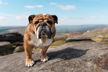 Obraz premium English Bulldog Standing On Rock On Sunny Day