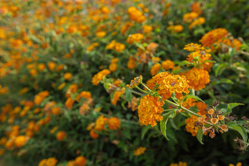 Lantana camara (Tree verbena) is a species of flowering plant from the verbena family native to the American tropics.