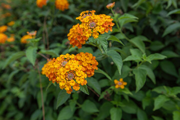 Lantana camara (Tree verbena) is a species of flowering plant from the verbena family native to the American tropics.