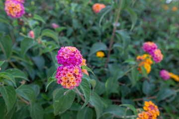 Lantana camara (Tree verbena) is a species of flowering plant from the verbena family native to the American tropics.