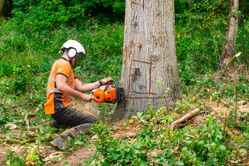 Lumberjack Arborist Felling Large Tree With Chainsaw in Forest