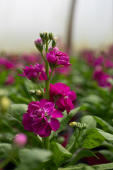 Matthiola